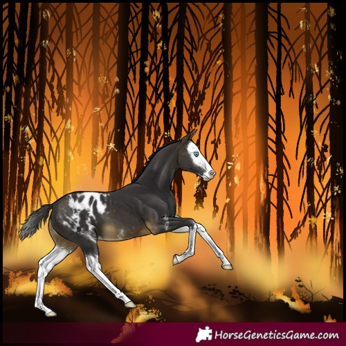 Horse Color:Buckskin Sabino Splash Blanket 