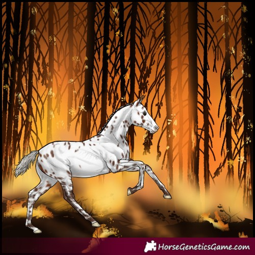 Horse Color:Silver Brown Frame Near Leopard