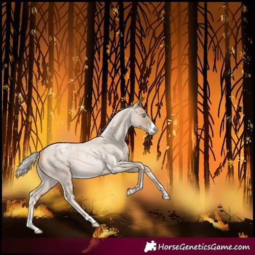 Horse Color:Chocolate Palomino Roan Pearl Sabino
