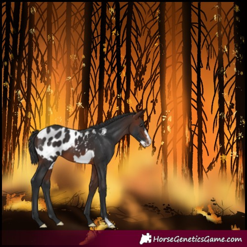 Horse Color:Brown Frame Blanket 