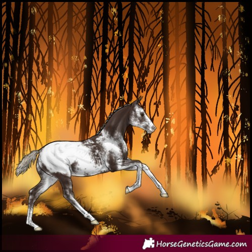 Horse Color:Liver Chestnut Sabino Snowcap 