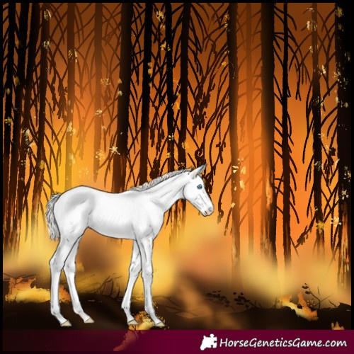 Horse Color:Silver Smoky Black Pearl Near Fewspot 