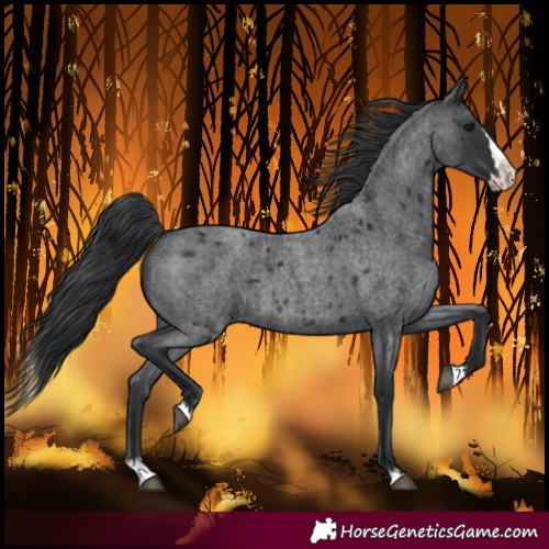 Horse Color:Blue Roan Splash