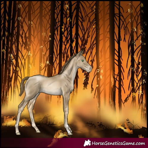 Horse Color:Smoky Black Pearl