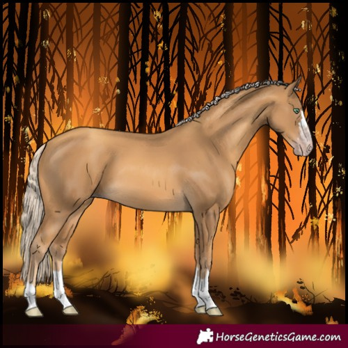 Horse Color:Gray Gold Cream Champagne