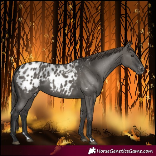 Horse Color:Grullo Blanket 