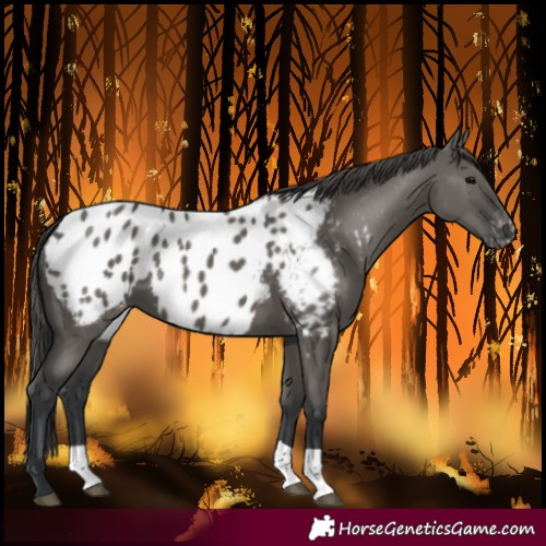 Horse Color:Grullo Blanket 