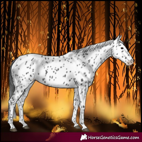 Horse Color:Black Leopard