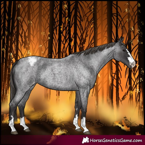 Horse Color:Smoky Blue Roan Varnish 