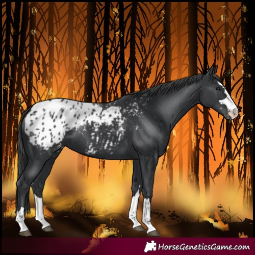 Horse Color:Black Blanket 