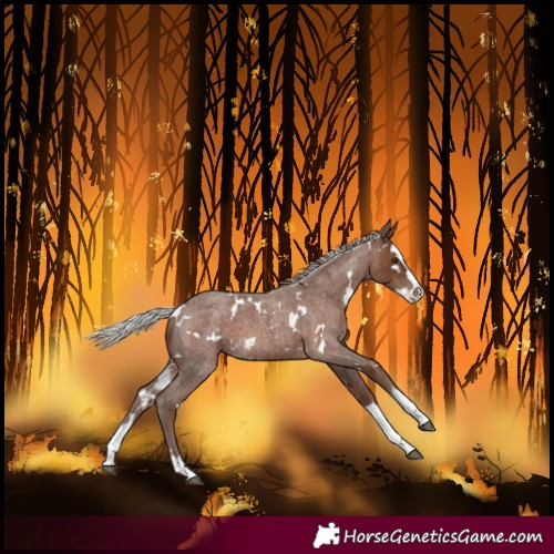 Horse Color:White Spotted Silver Blue Roan Splash 
