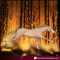Horse Color:Red Roan Splash 