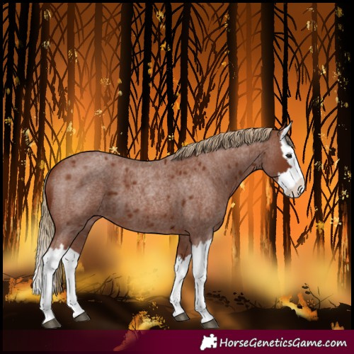 Horse Color:Red Roan Splash