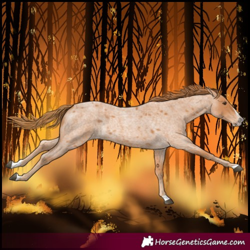 Horse Color:Red Roan Splash 