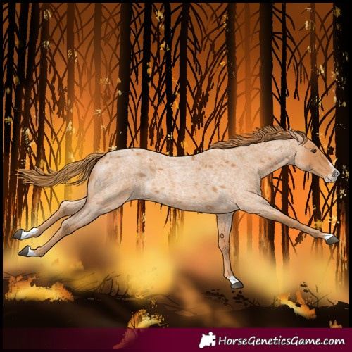 Horse Color:Red Roan Splash 