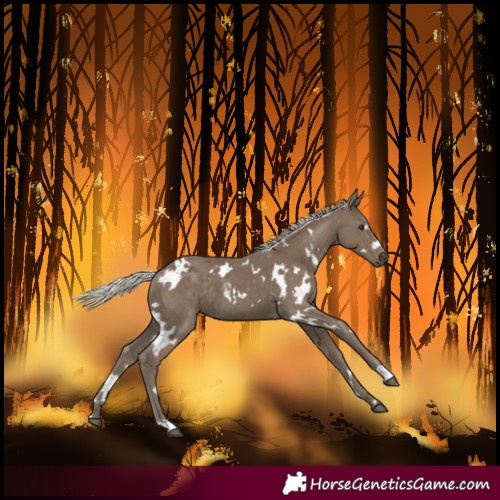 Horse Color:White Spotted Silver Smoky Black 