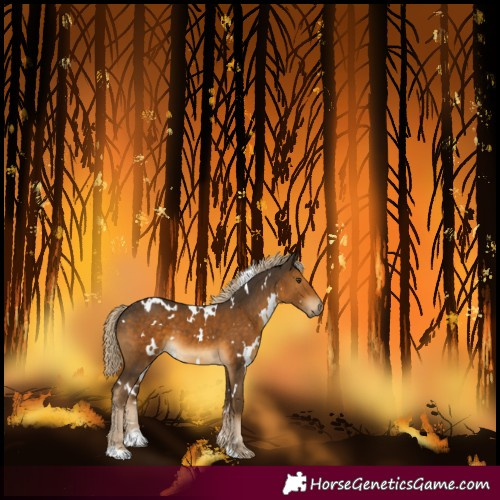 Horse Color:White Spotted Chocolate Palomino