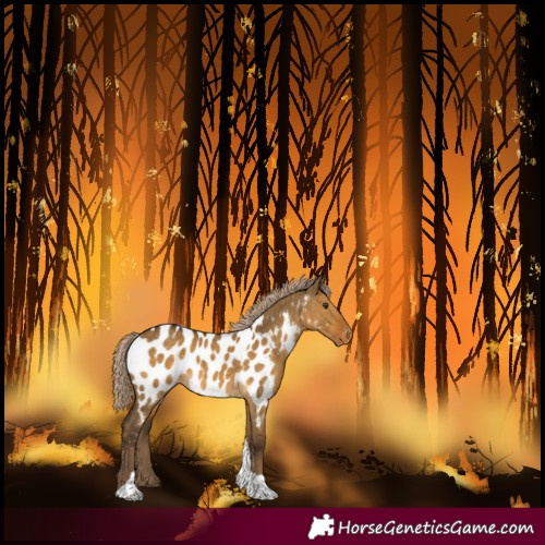 Horse Color:Chocolate Palomino Dun Tobiano Near Leopard 