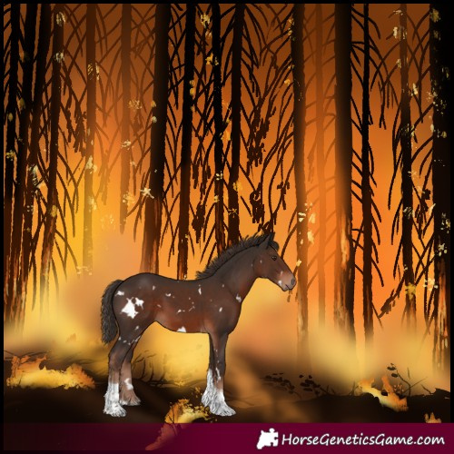 Horse Color:White Spotted Liver Chestnut Tobiano
