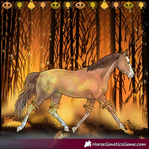 Horse Color:Gold Champagne Splash