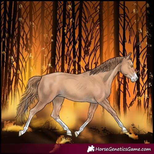 Horse Color:Gold Champagne Splash 