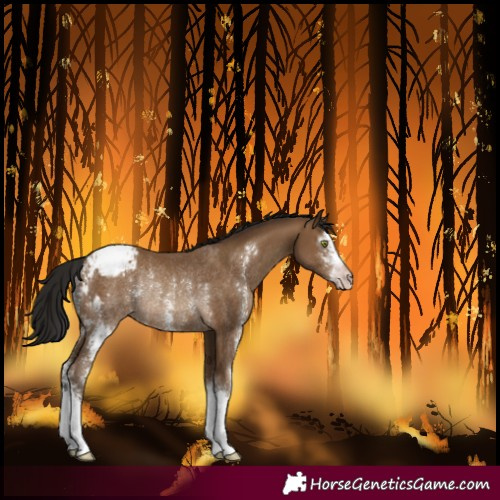 Horse Color:Gray Amber Champagne Sabino Varnish Rabicano