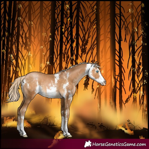 Horse Color:Gray Palomino Pearl Sabino
