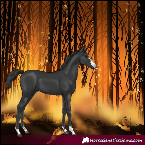 Horse Color:Black