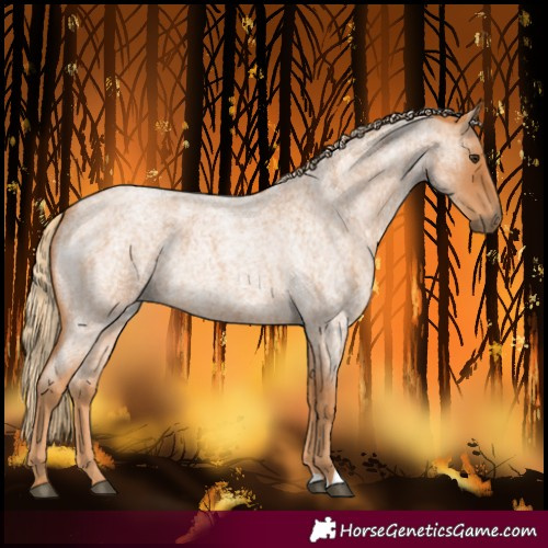 Horse Color:Red Roan