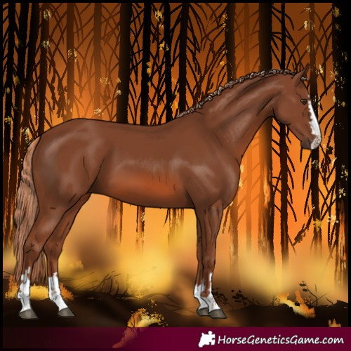 Horse Color:Chestnut 