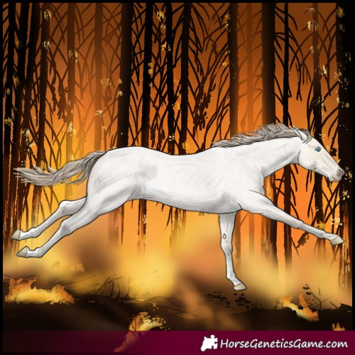 Horse Color:Smoky Creme Roan Dun 