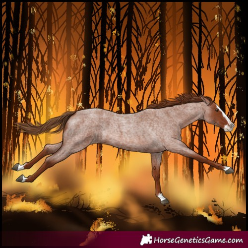 Horse Color:Red Roan Splash