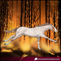 Horse Color:Red Roan Splash 