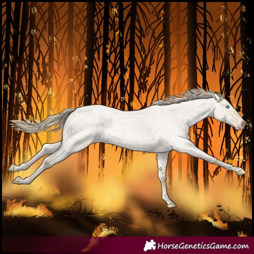 Horse Color:Smoky Creme Roan Dun