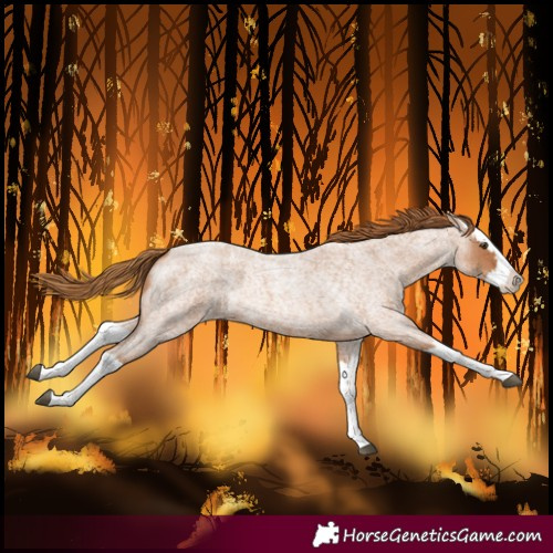 Horse Color:Red Roan Splash