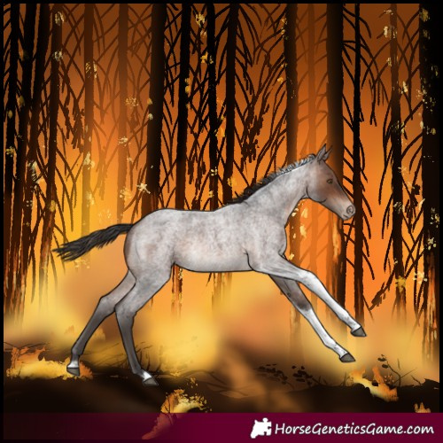 Horse Color:Brown Roan Tobiano Varnish Rabicano 