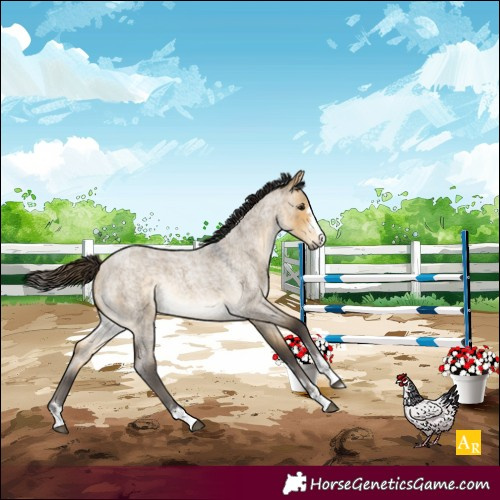 Horse Color:Buckskin Roan Dun Rabicano 