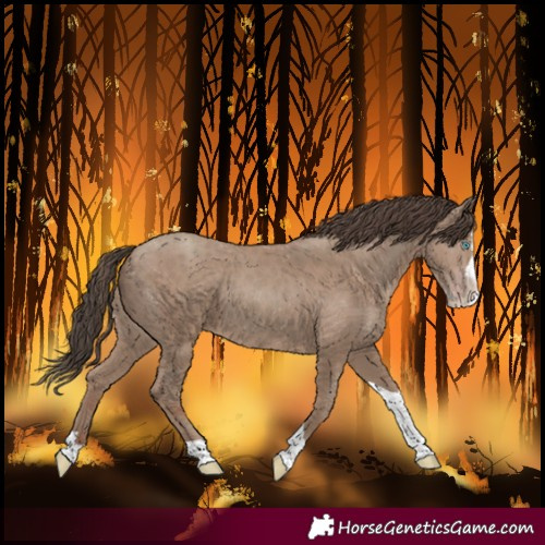 Horse Color:Classic Champagne Splash Tobiano