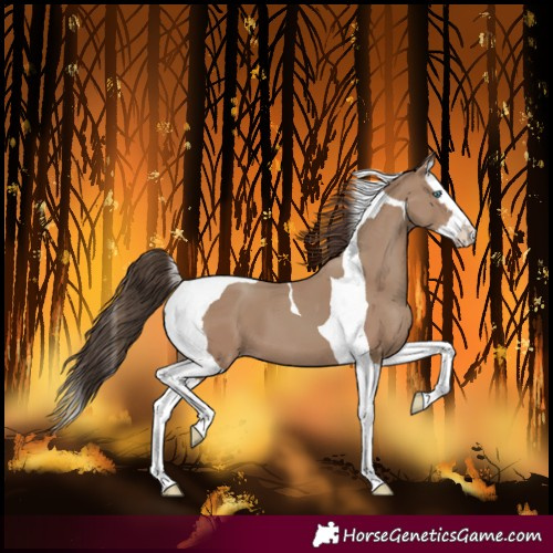 Horse Color:Classic Champagne Splash Tobiano 