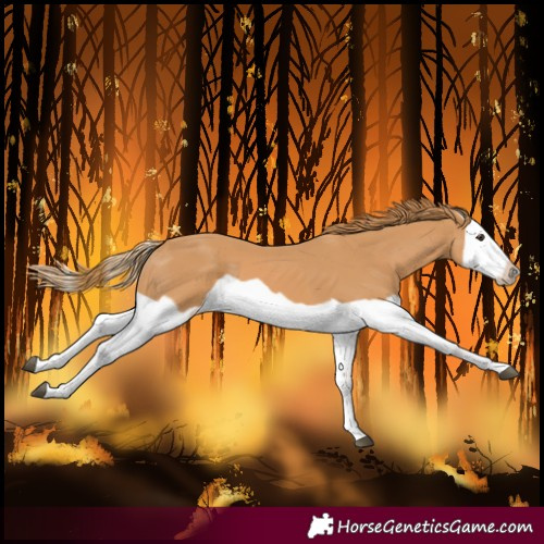 Horse Color:Chestnut Splash Frame 