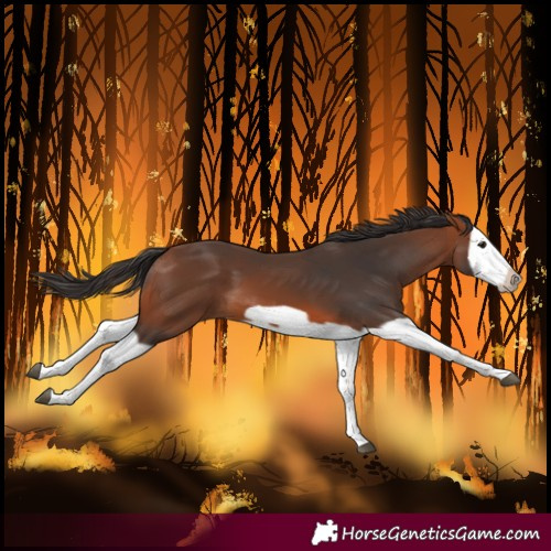 Horse Color:Bay Splash Frame 