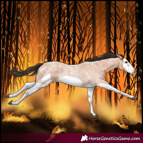 Horse Color:Bay Roan Splash Frame 