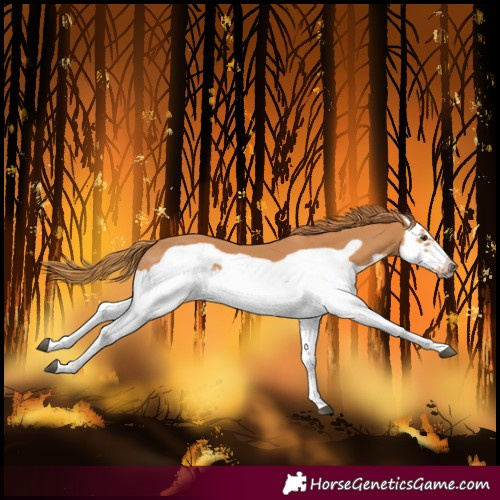 Horse Color:Chestnut Splash Frame 