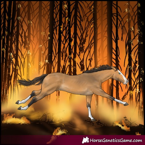 Horse Color:Buckskin Splash 