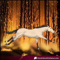 Horse Color:Buckskin Splash