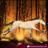 Horse Color:Buckskin Splash 