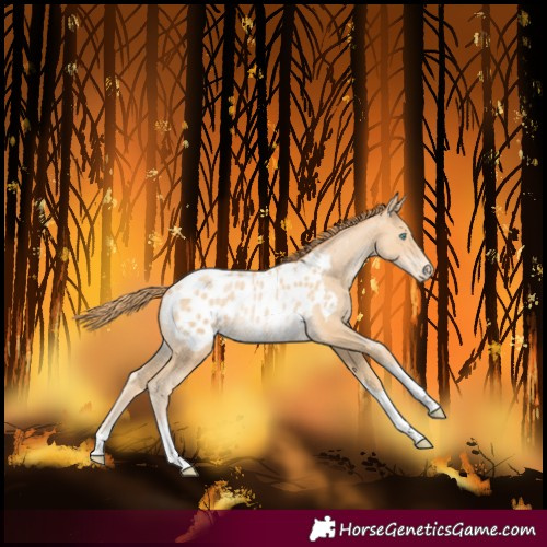 Horse Color:Buckskin Pearl Tobiano Blanket Rabicano