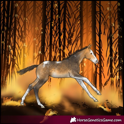 Horse Color:Buckskin Splash Tobiano Varnish 
