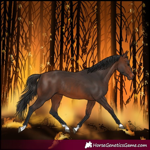 Horse Color:Bay Rabicano and Brown Rabicano