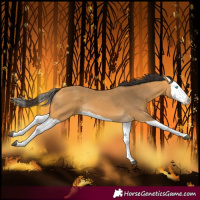 Horse Color:Buckskin Splash